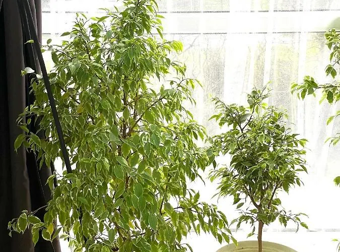 Felicity Super Апартамент Бургас